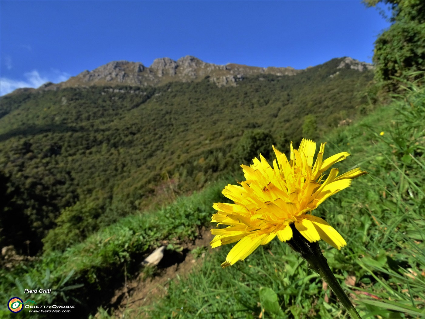 20 Siamo in autunno, ma io mio godo ancora il mio bel giallo con vista in Resegone.JPG